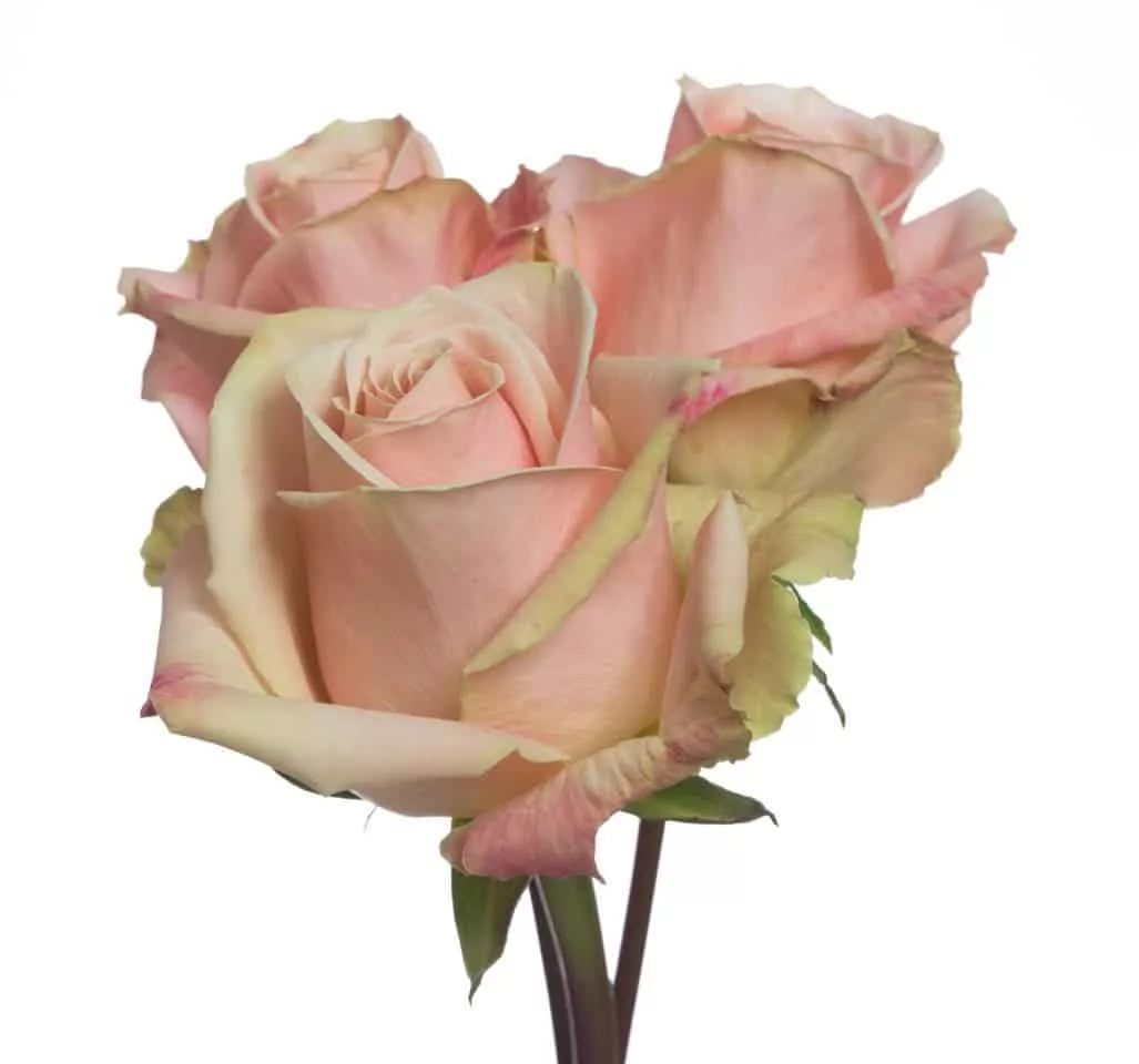 Картинка Роза Леди Сюзанна