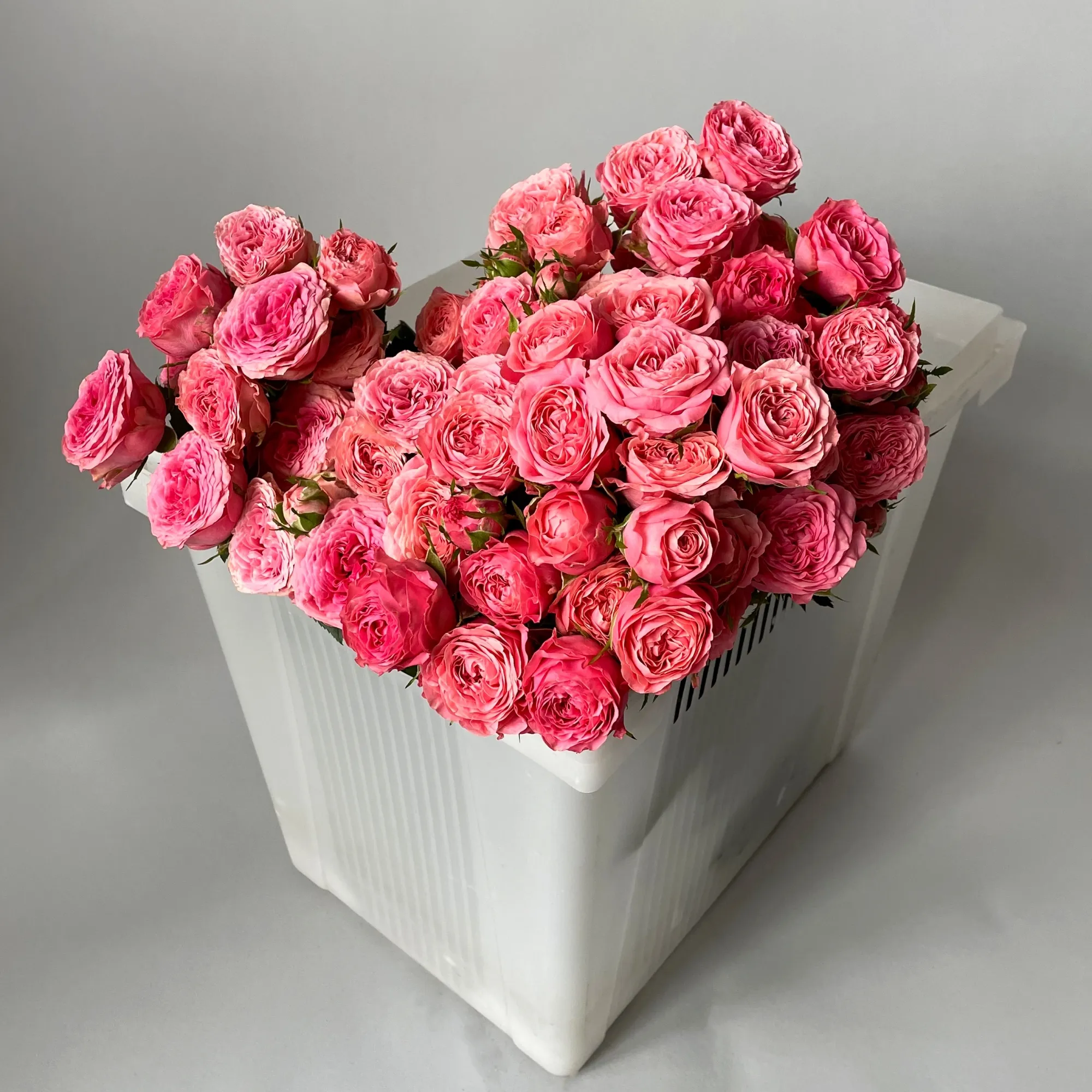 Картинка Роза кустовая Корал Йо Йо Кения