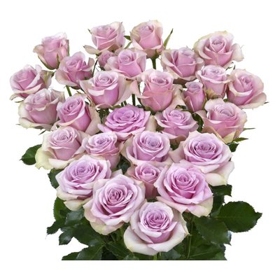 Картинка Роза кустовая Лейла Кения