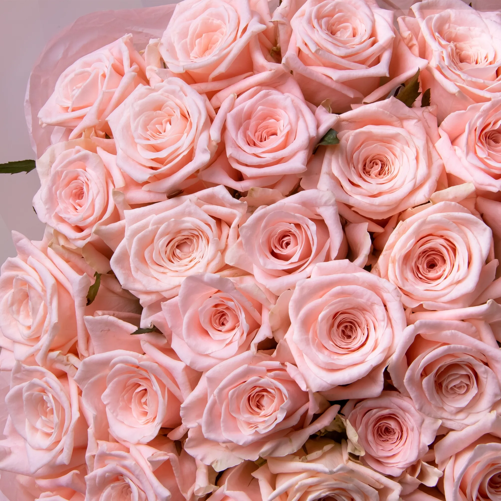 Картинка Роза Кимберли