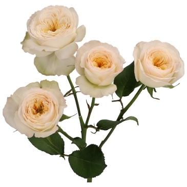 Картинка Роза кустовая Роял Парк Кения