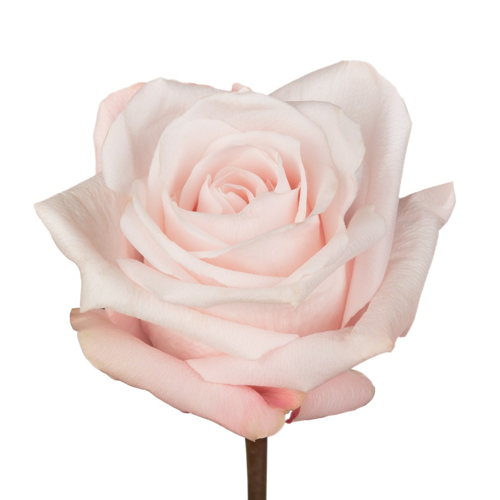 Картинка Роза Помароса