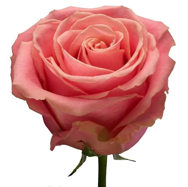 Картинка Роза Хермоса