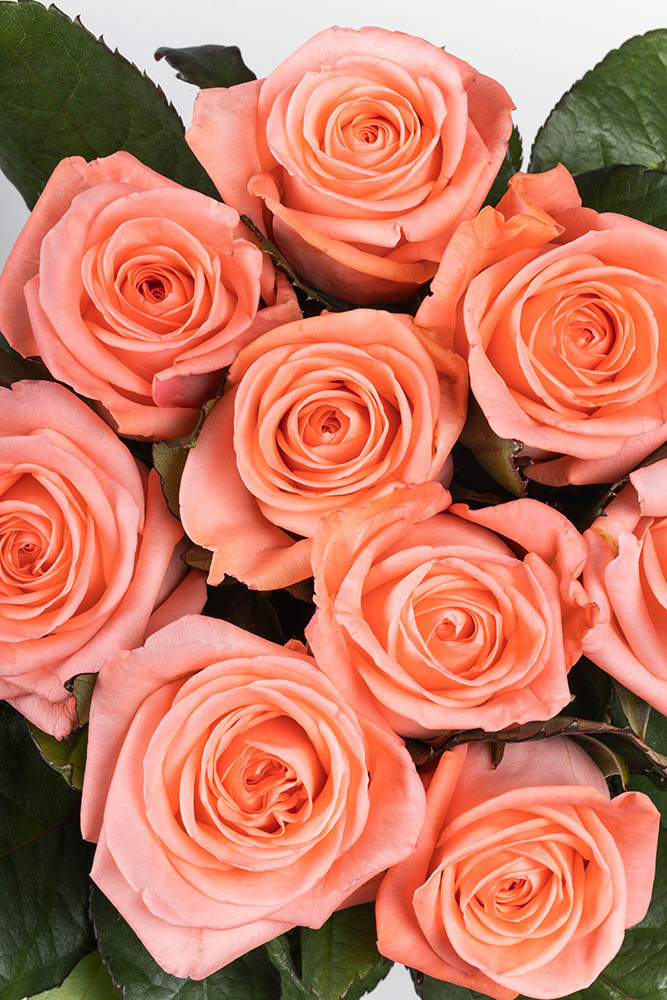 Картинка Роза Лизбет