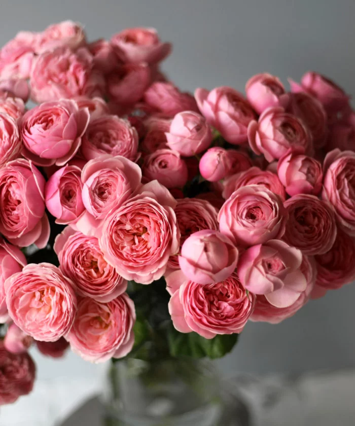 Картинка Роза кустовая Сильва Пинк Кения