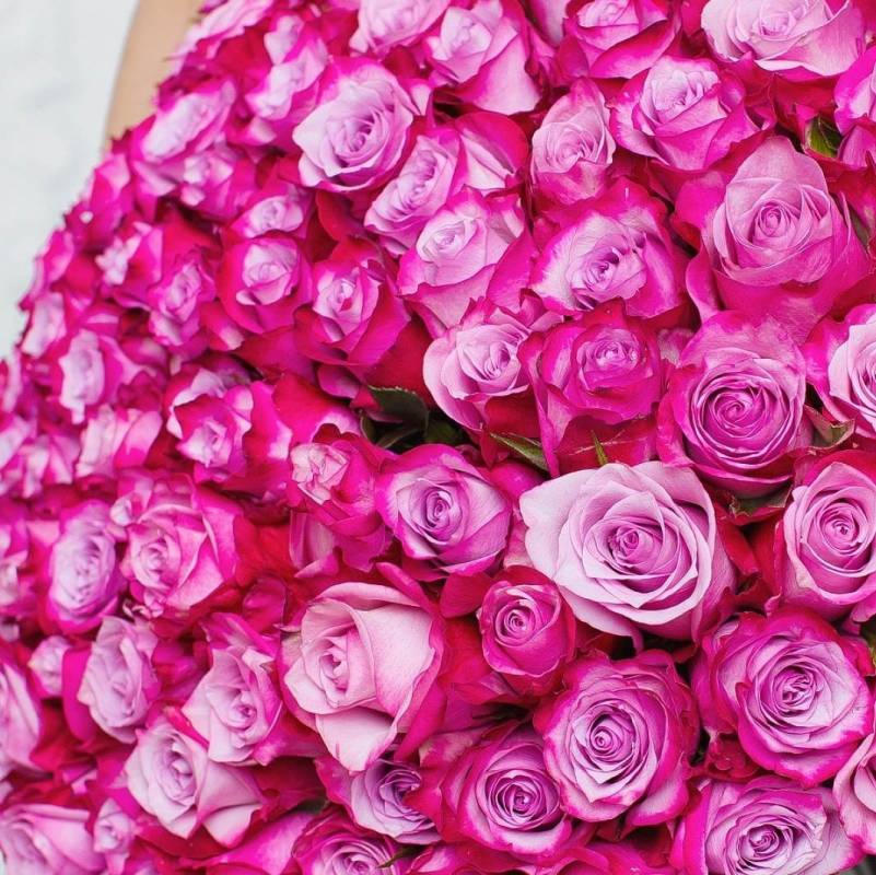 Картинка Роза Дип Вотер