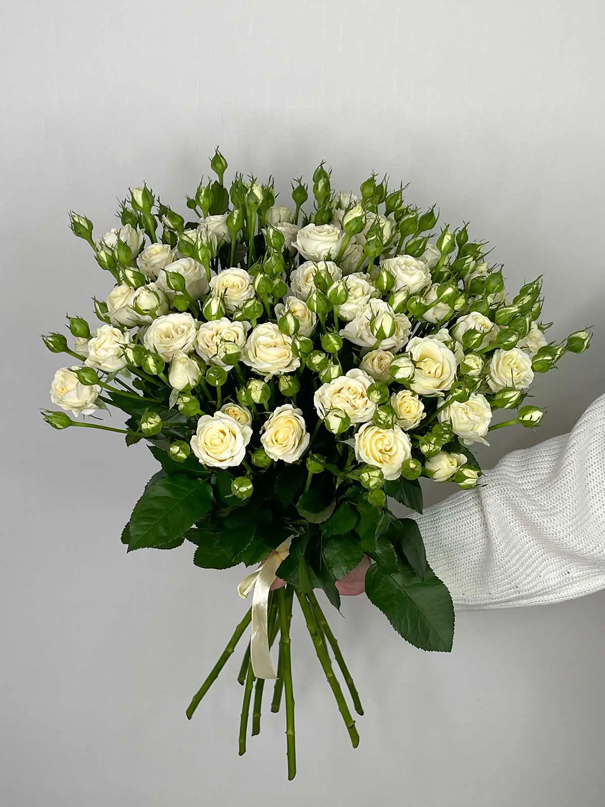 Картинка Роза кустовая Беларусь