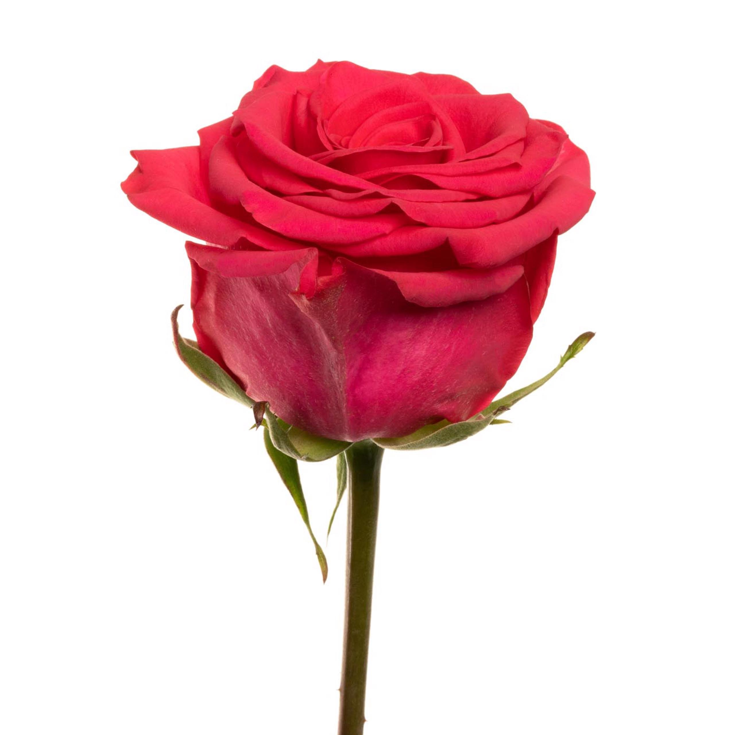 Картинка Роза Майрас Хот