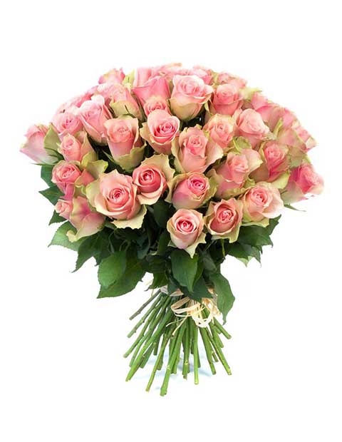 Картинка Роза Ла Белль