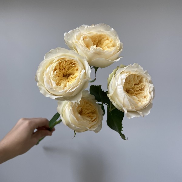 Картинка Роза кустовая Роял Парк Кения