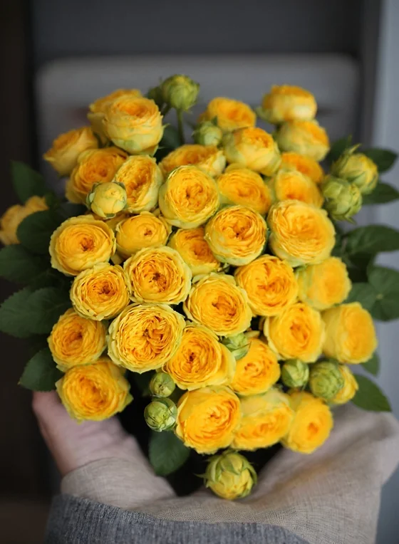 Картинка Роза кустовая Йога Трендсеттер Кения