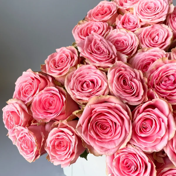 Картинка Роза Софи Лорен