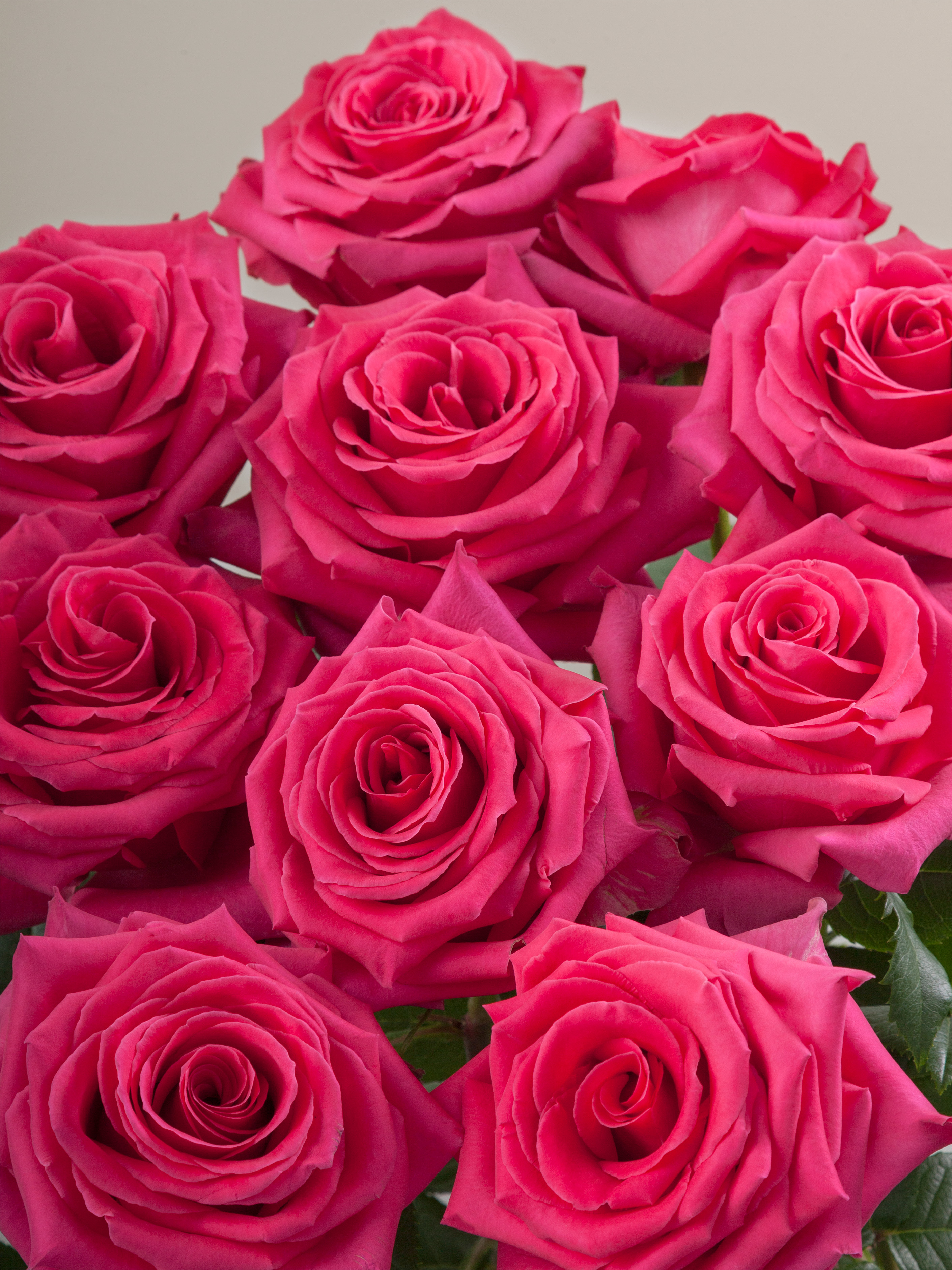 Картинка Роза Фул Монти