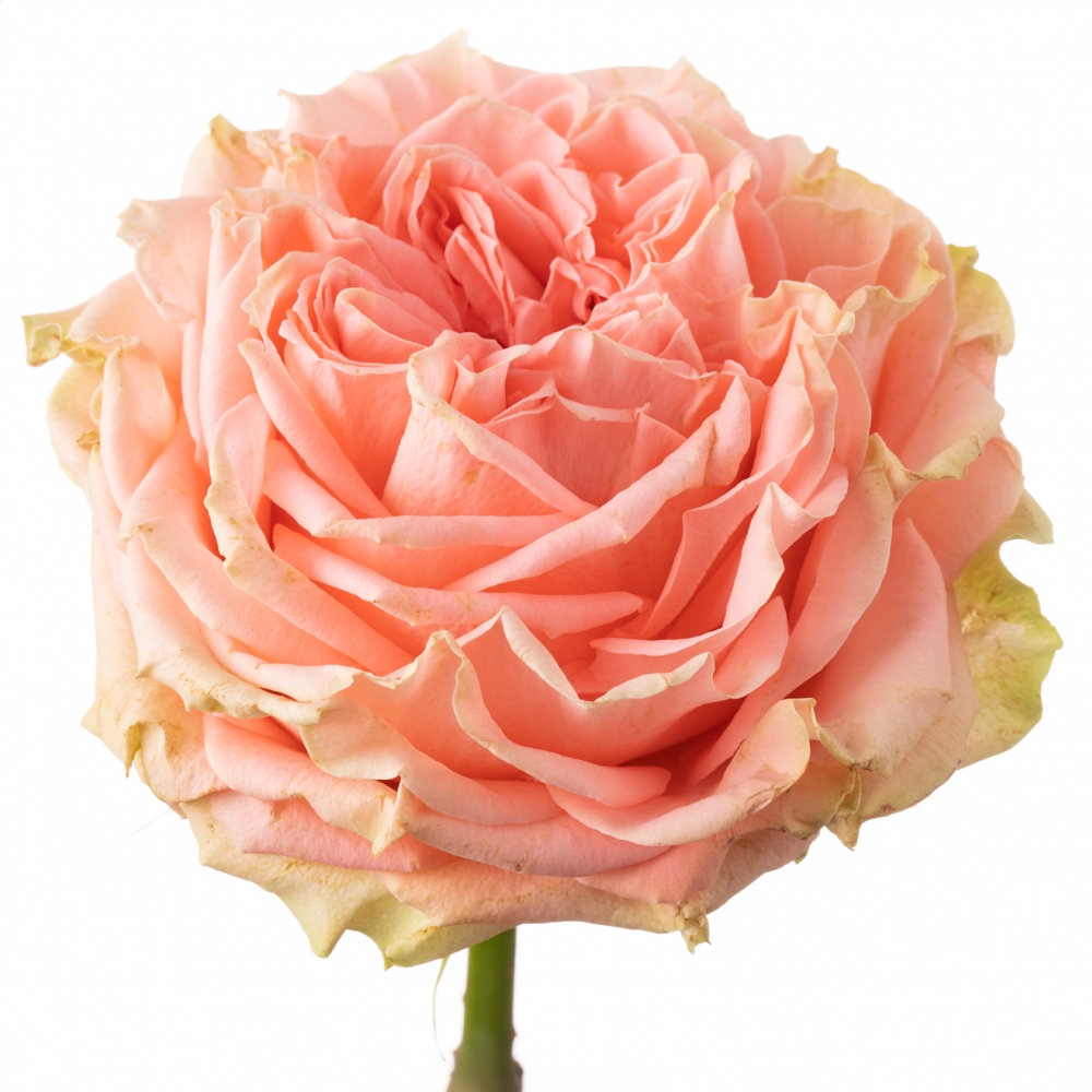 Картинка Роза Кантри Спирит Корал Герл