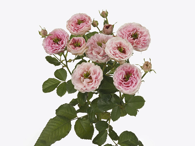 Картинка Роза кустовая Спаркинг Йо Йо Кения