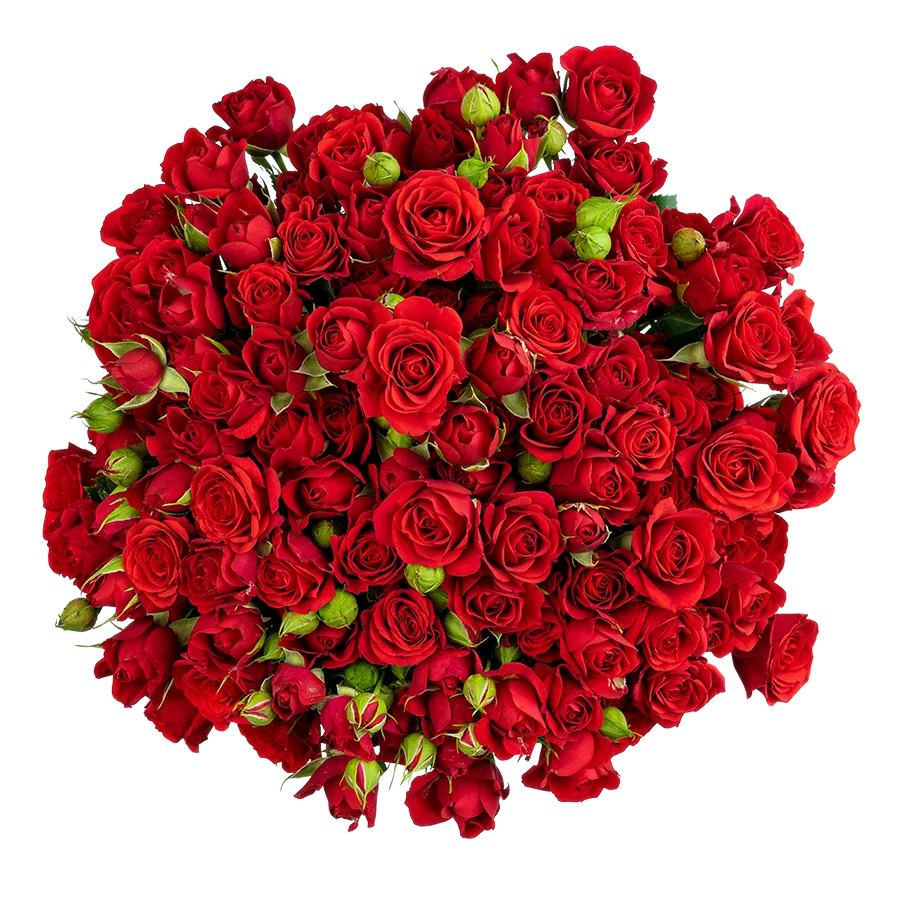 Картинка Роза кустовая Мирабель