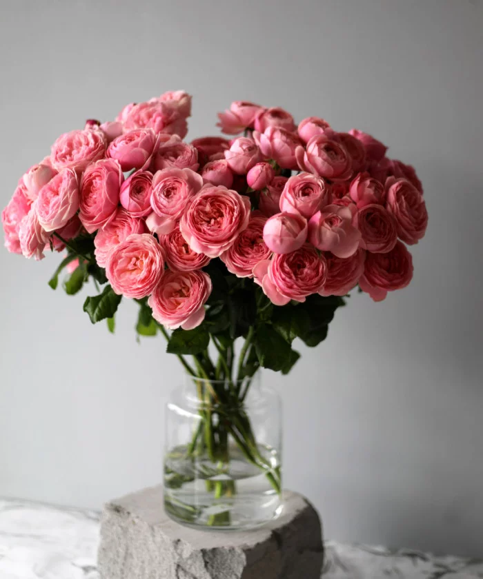 Картинка Роза кустовая Сильва Пинк Кения