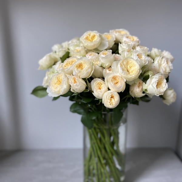 Картинка Роза кустовая Роял Парк Кения