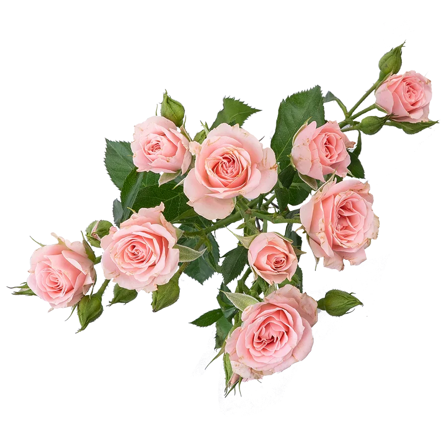 Картинка Роза кустовая Лидия Кения