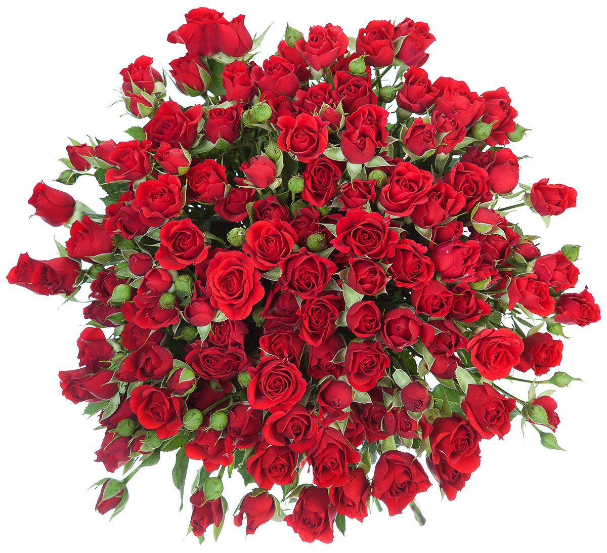 Картинка Роза кустовая Доминика Кения