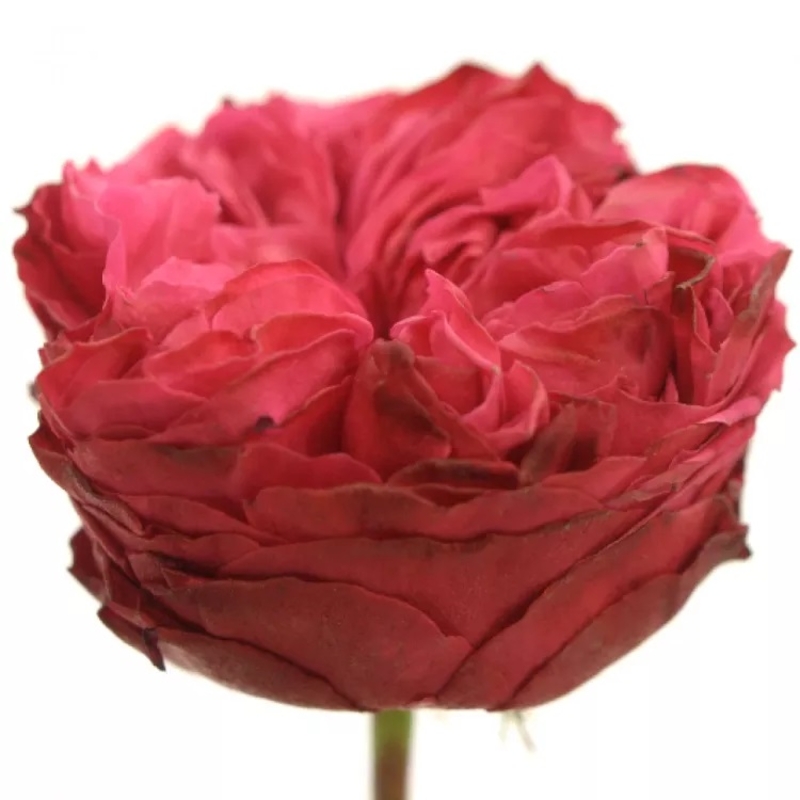 Картинка Роза Фрозен Саммерхаус