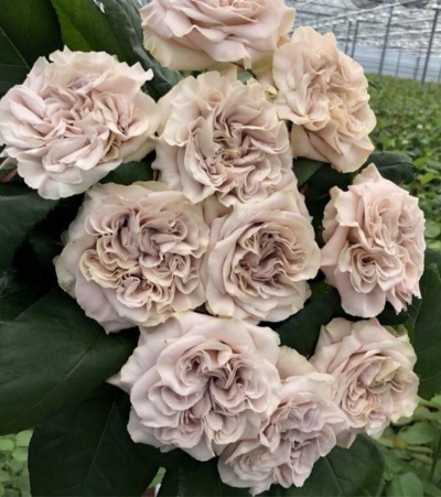 Картинка Роза Вестминстер Эбби