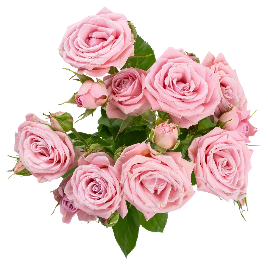 Картинка Роза кустовая Одилия