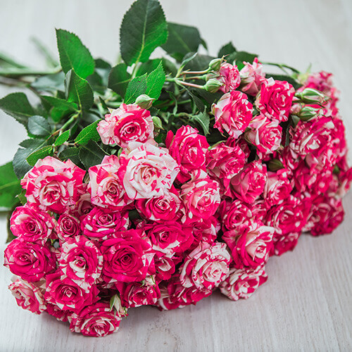 Картинка Роза кустовая Файер Воркс Кения