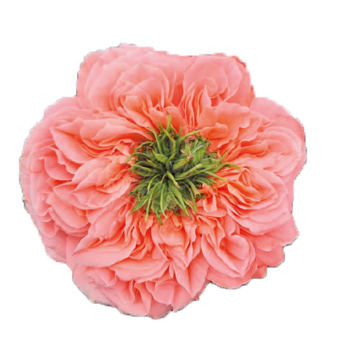 Картинка Роза Мандарин Экспрешн