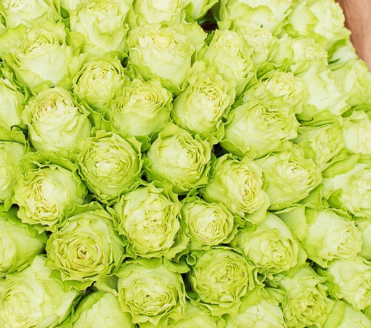 Картинка Роза Лимонад