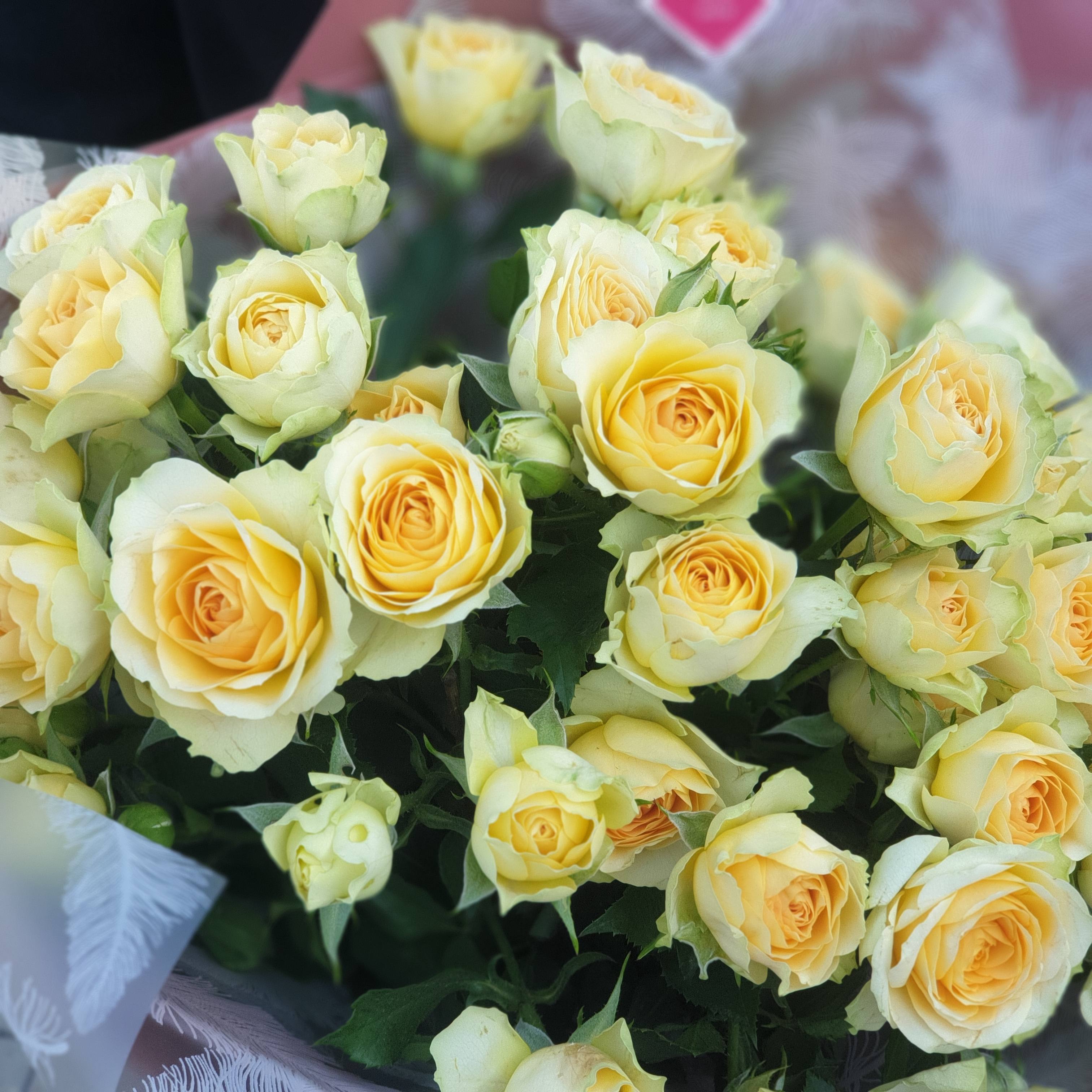 Картинка Роза кустовая Бандалеро Кения