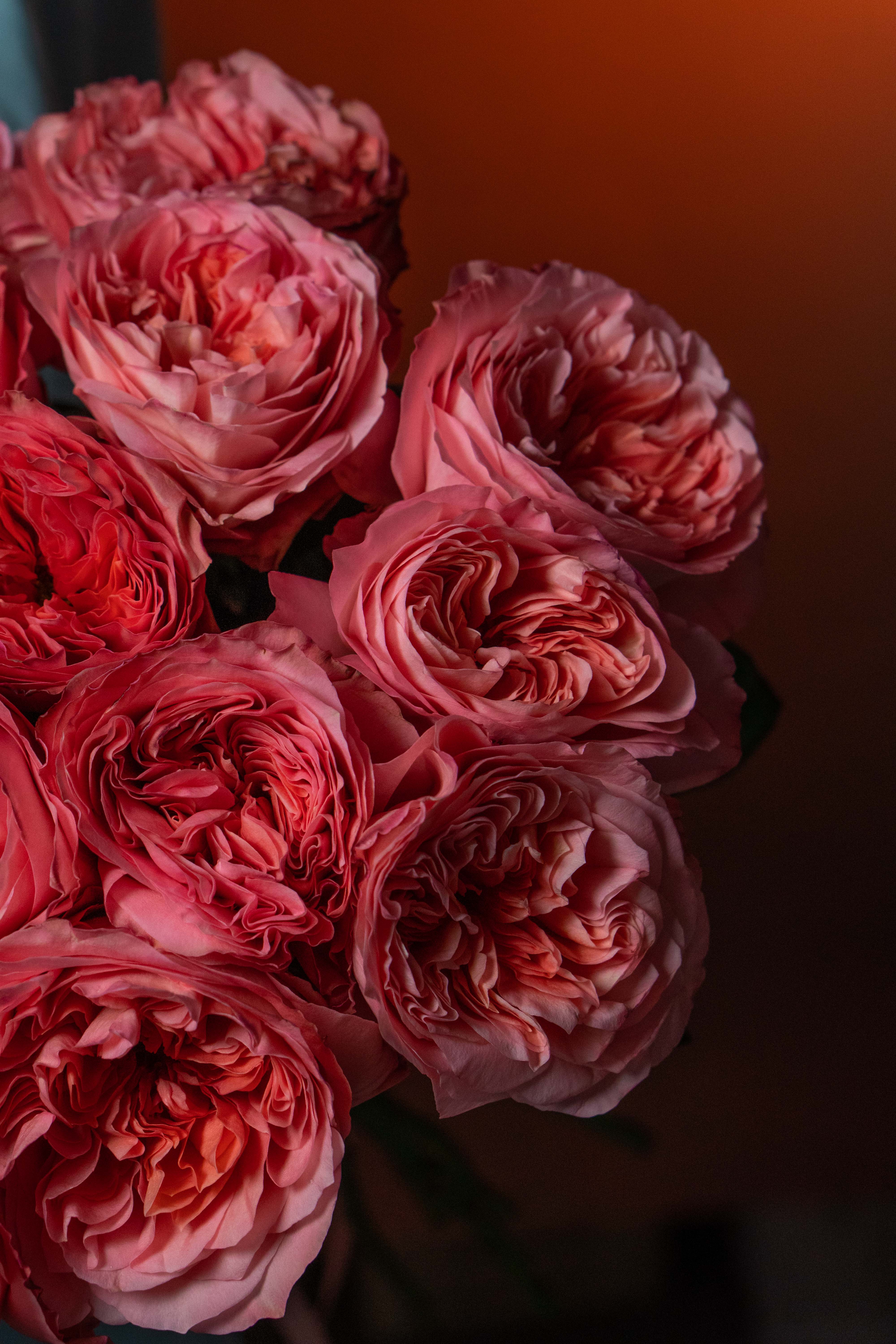 Картинка Роза Кенди Экспрешн