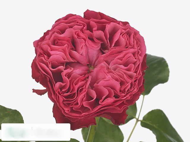 Картинка Роза Фрозен Саммерхаус