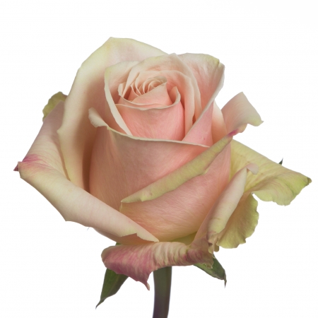 Картинка Роза Леди Сюзанна