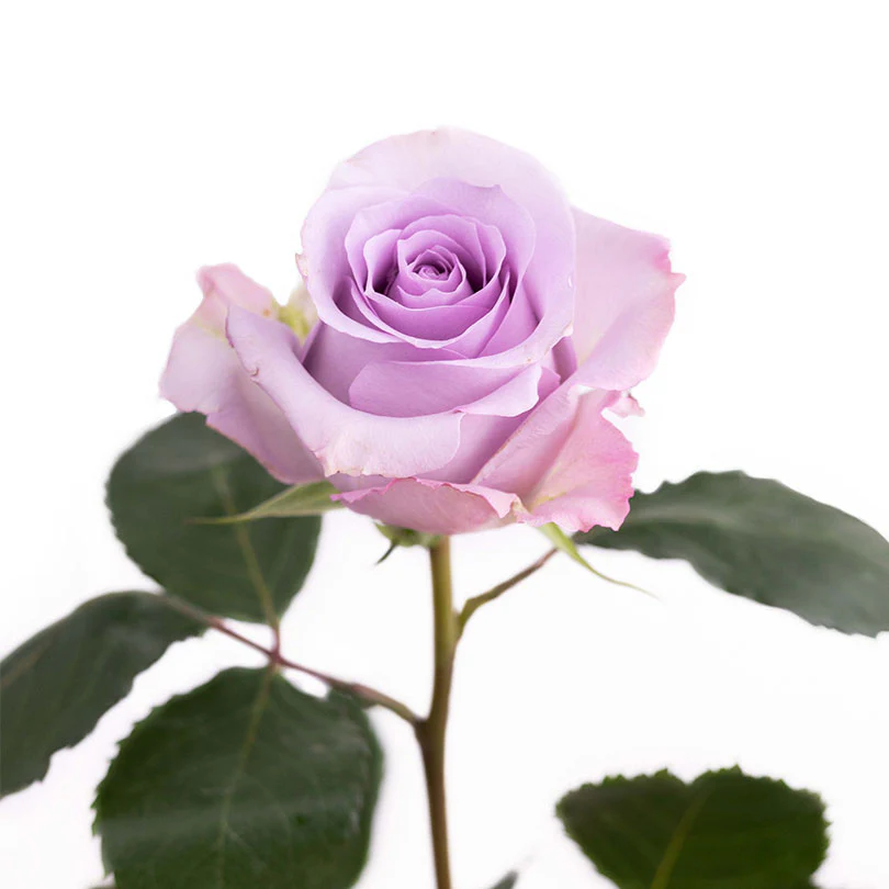 Картинка Роза Океан Сонг