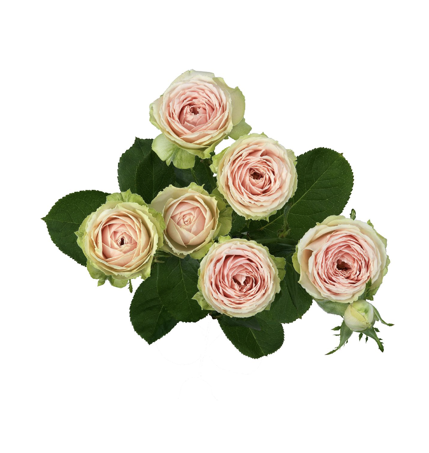 Картинка Роза кустовая Свит Жизель Кения