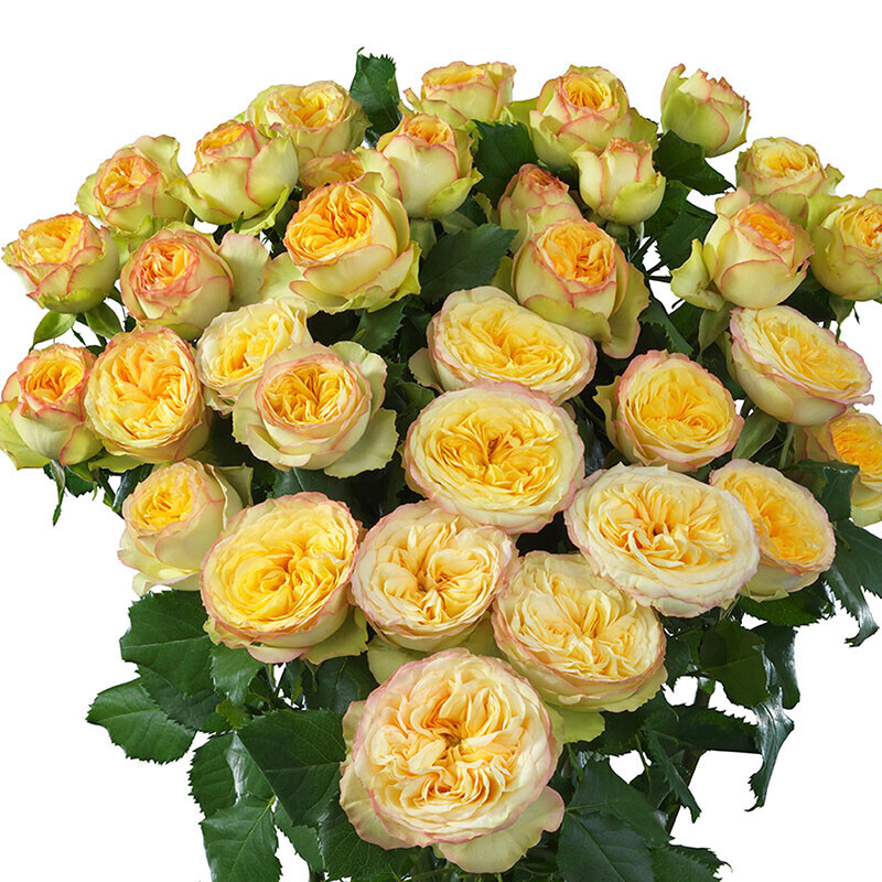 Картинка Роза кустовая Йога Трендсеттер Кения