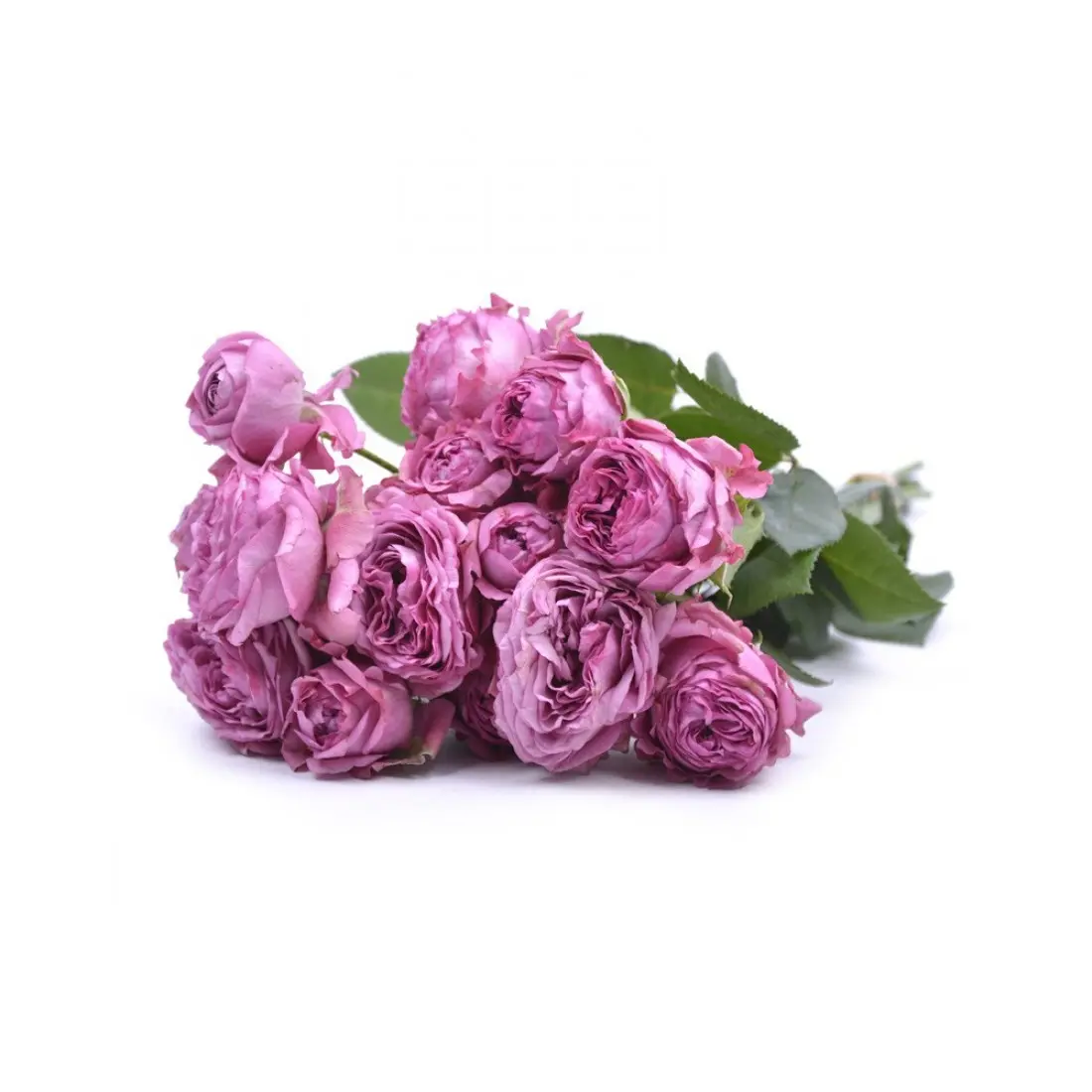 Картинка Роза кустовая Хайп Кения