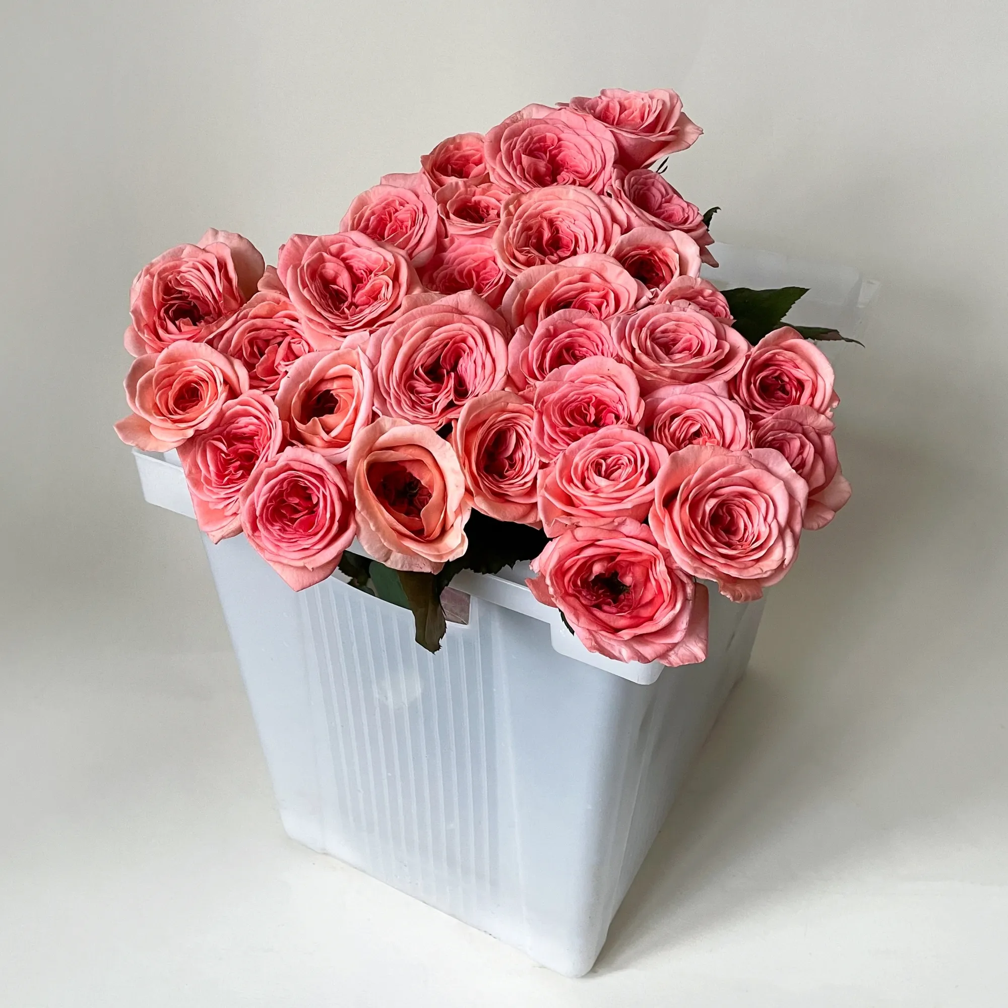 Картинка Роза Лондай Ай