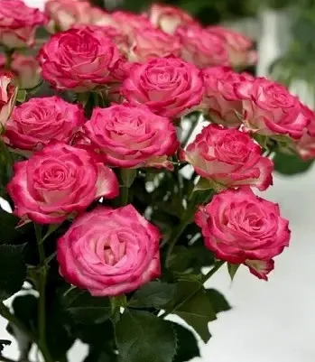 Картинка Роза кустовая Хейли Кения