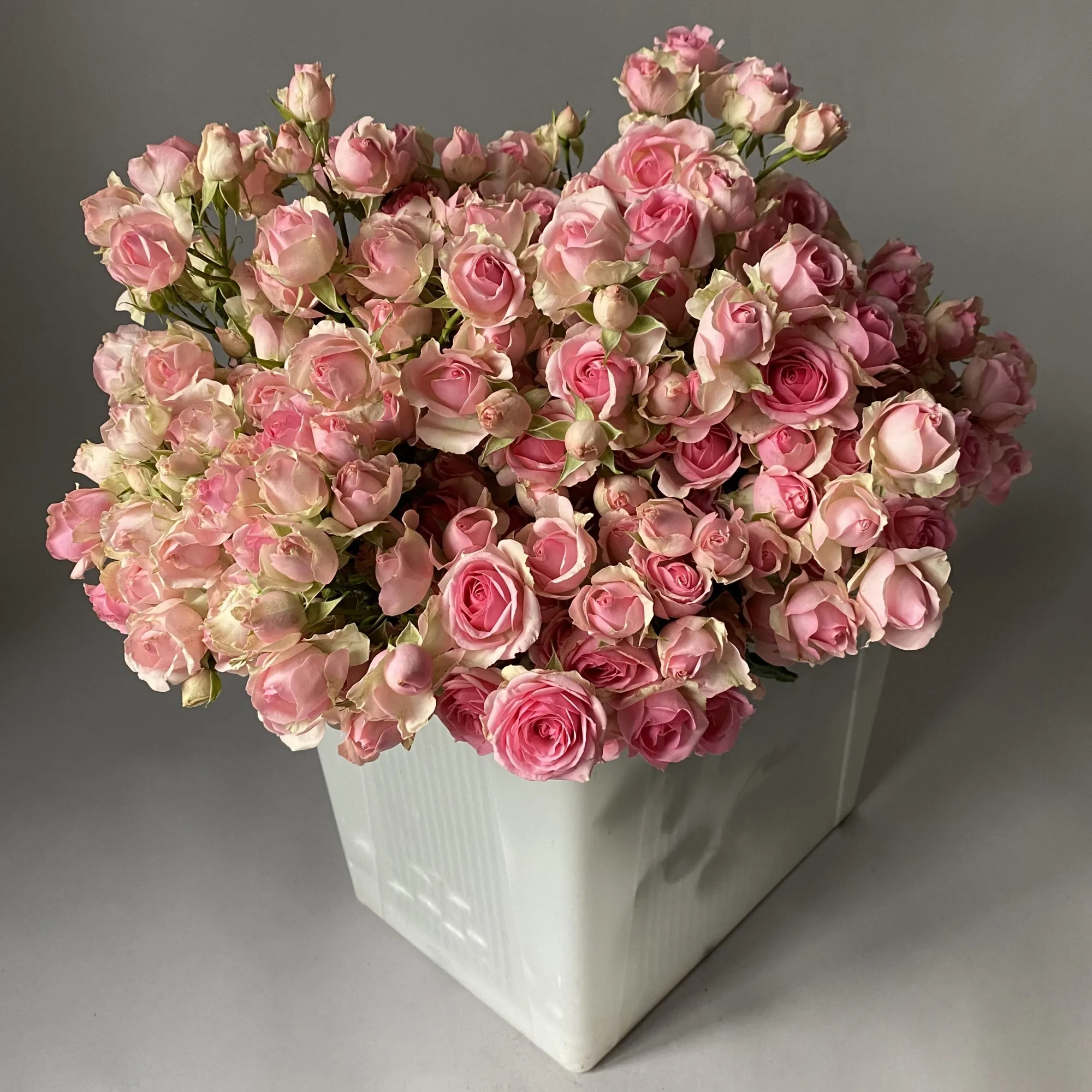 Картинка Роза кустовая Динара Кения