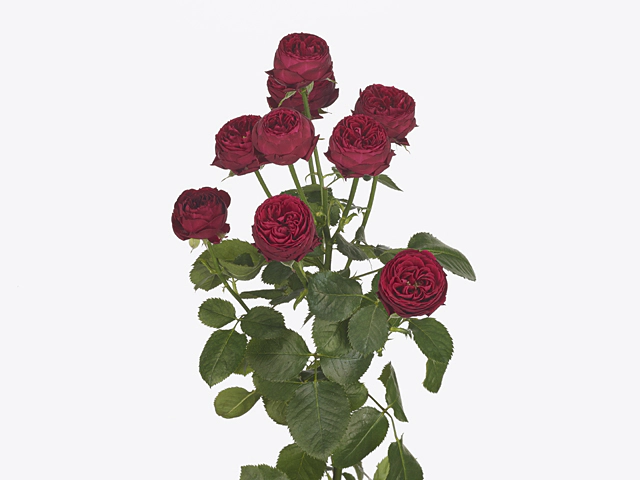 Картинка Роза кустовая Марун Кения