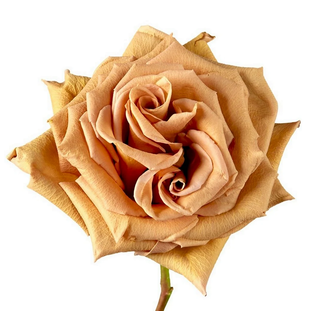 Картинка Роза Тоффи