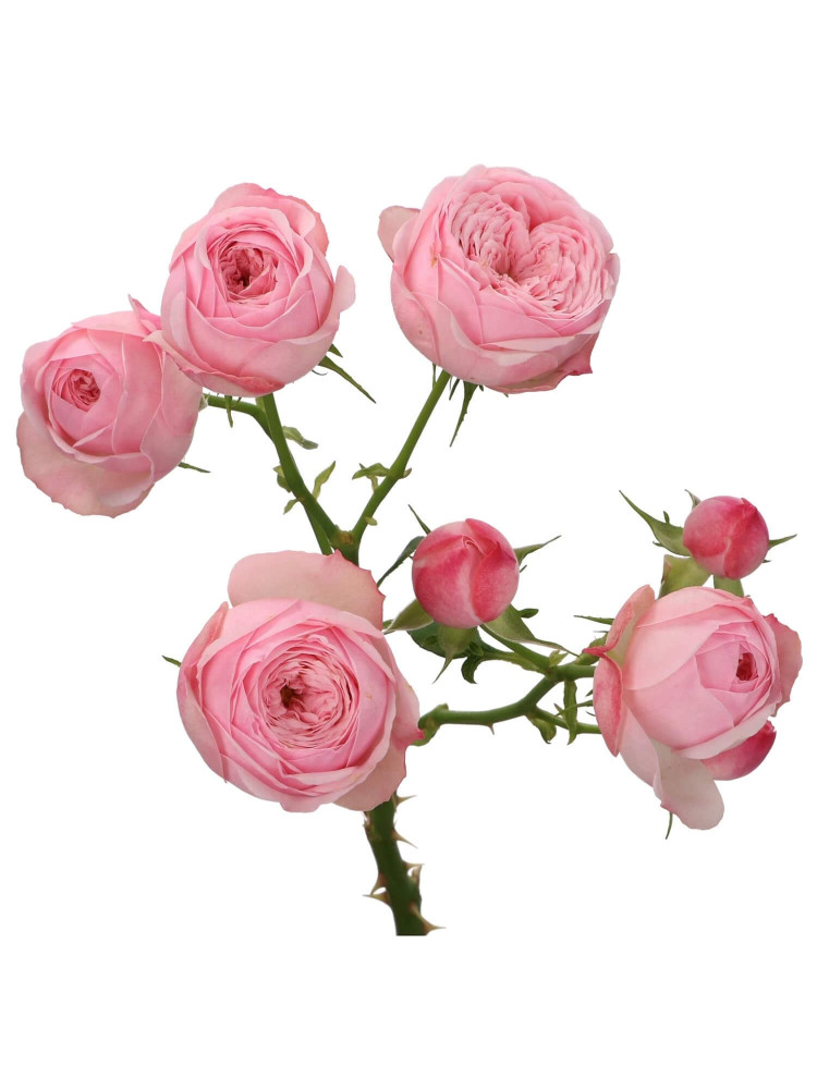 Картинка Роза кустовая Мэнсфилд парк пинк Кения