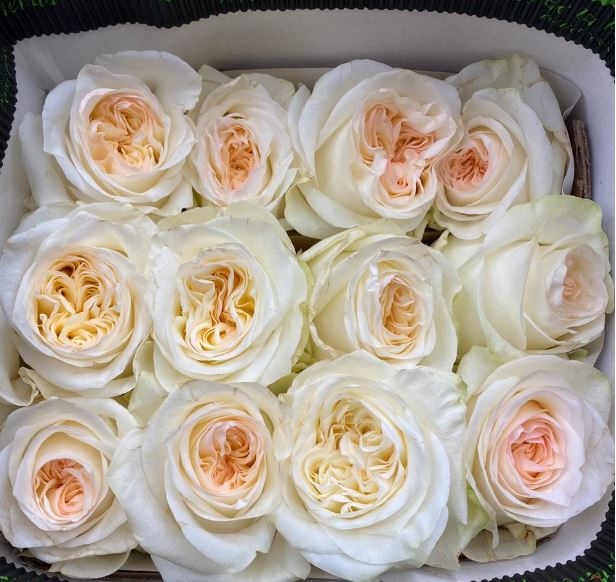 Картинка Роза Кэндилайт