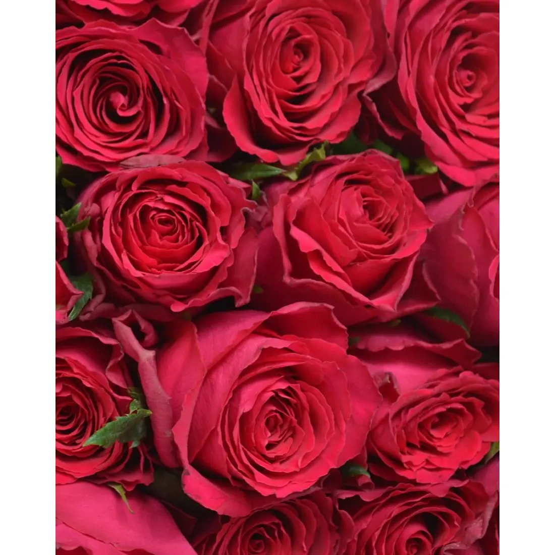 Картинка Роза Мадам Цериз