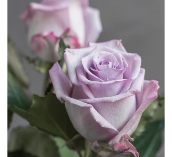 Картинка Роза Океан Сонг