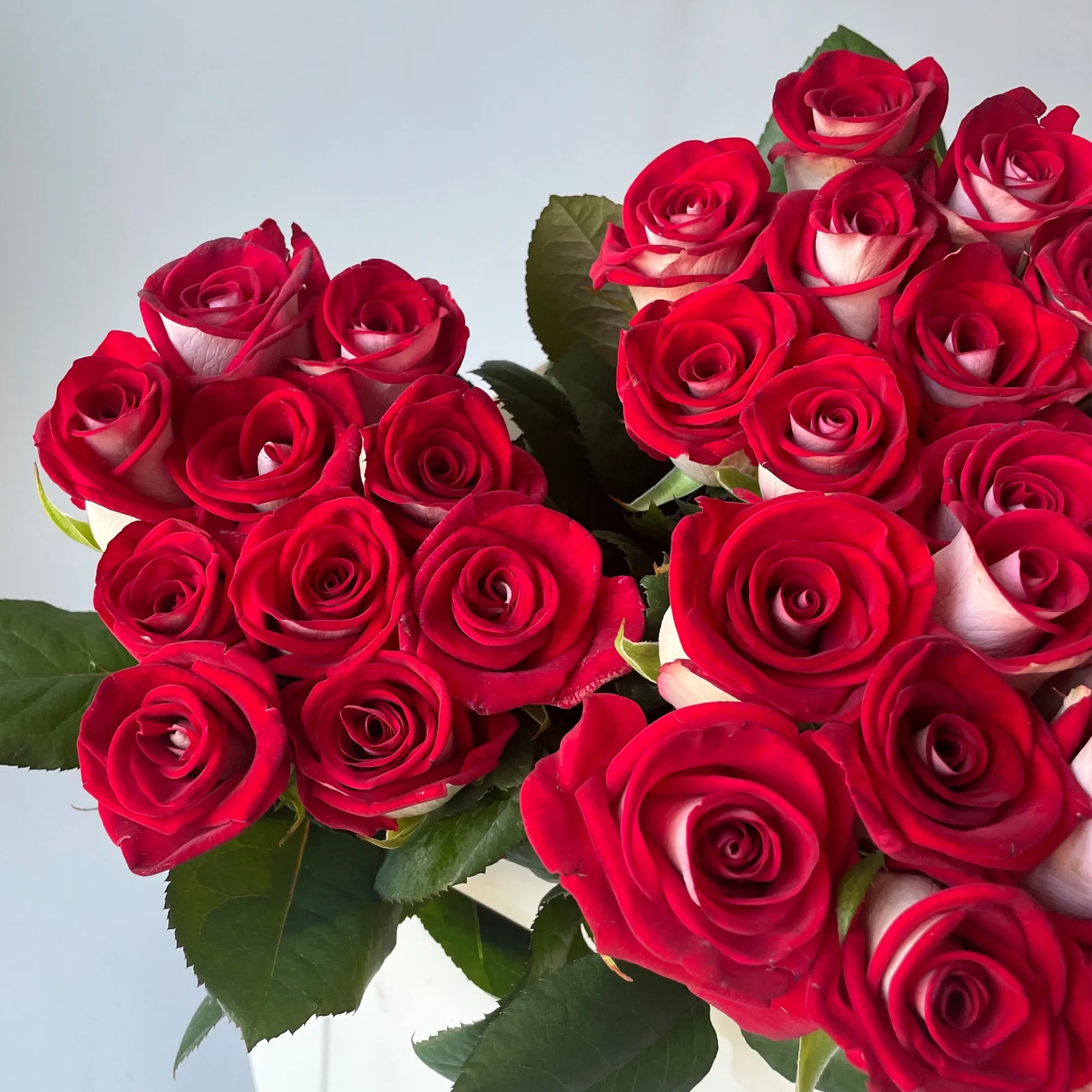 Картинка Роза Блюз