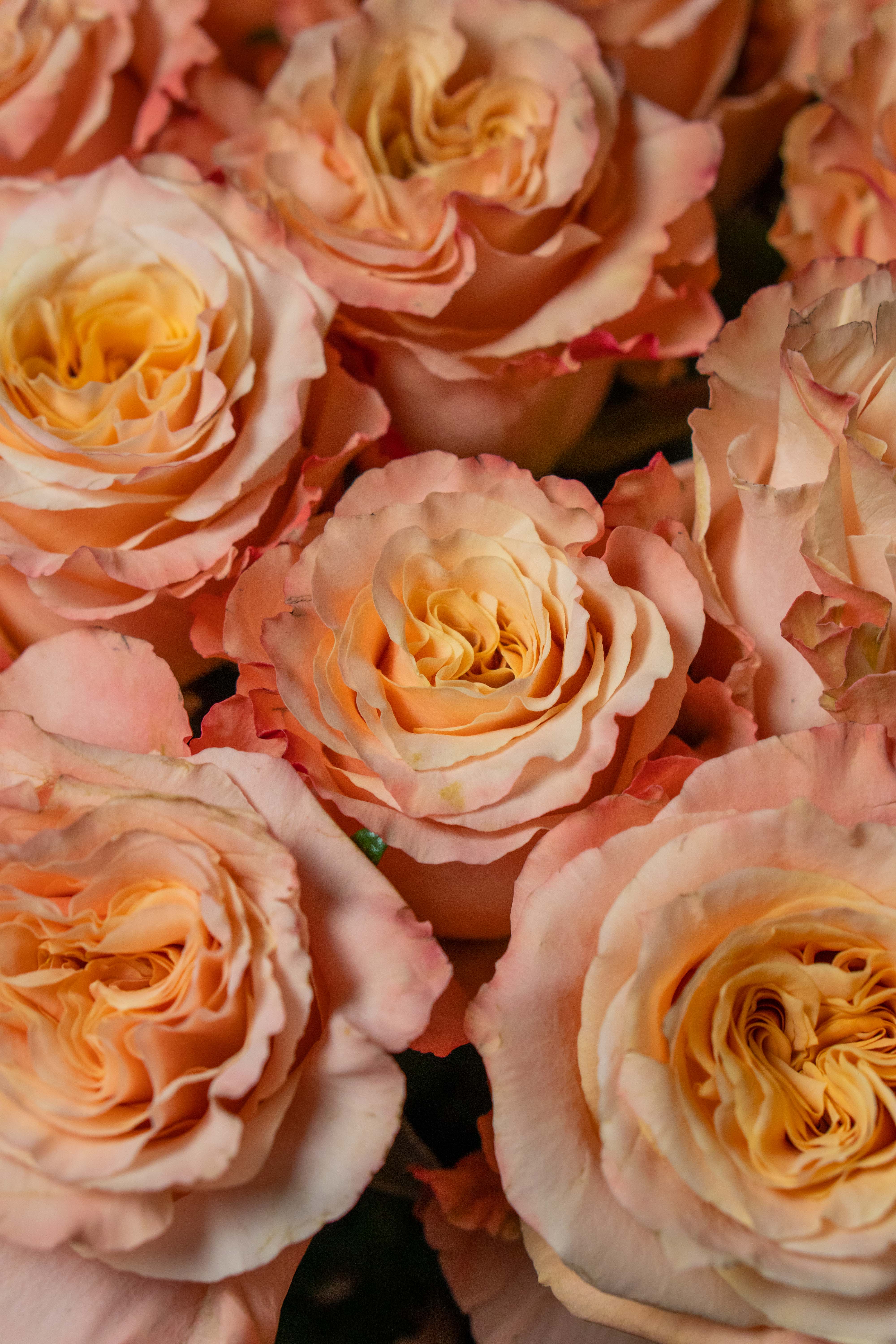 Картинка Роза Шиммер