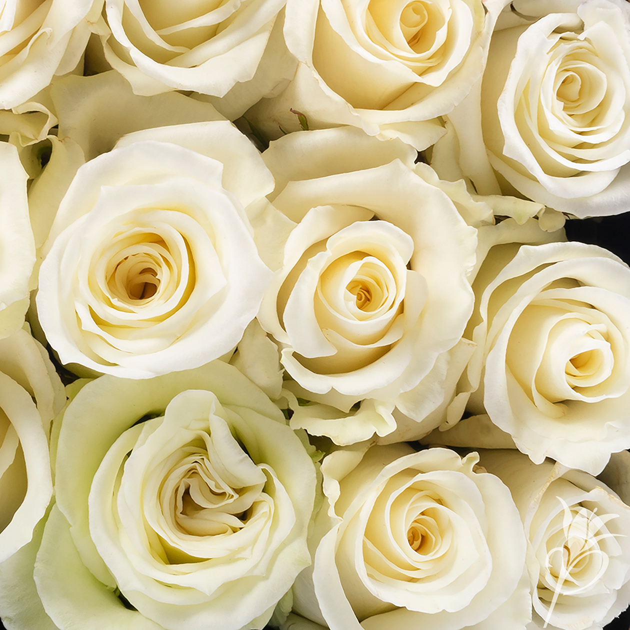 Картинка Роза Эскимо